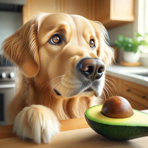 Dog eagerly sniffing a sliced avocado on a kitchen counter